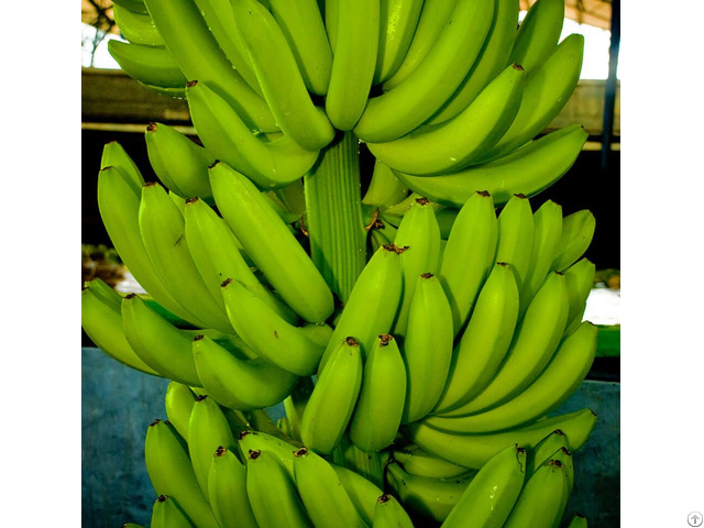 Fresh Banana Vietnam