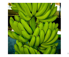 Fresh Banana Vietnam