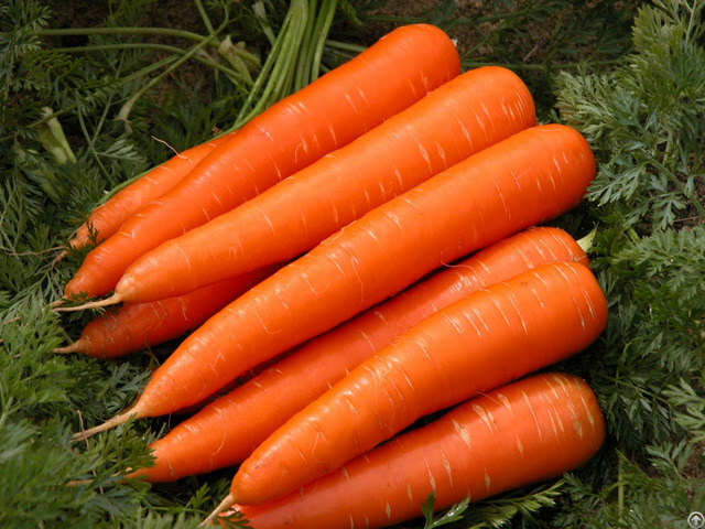 Vietnam Fresh Carrot