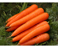 Vietnam Fresh Carrot
