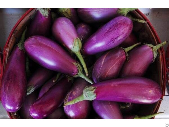 Vietnam Fresh Eggplant