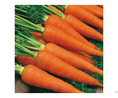 Fresh Carrot Vietnam