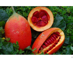 Sweet Gourd Baby Jackfruit Gac Fruit Momordica Cochinchinensis