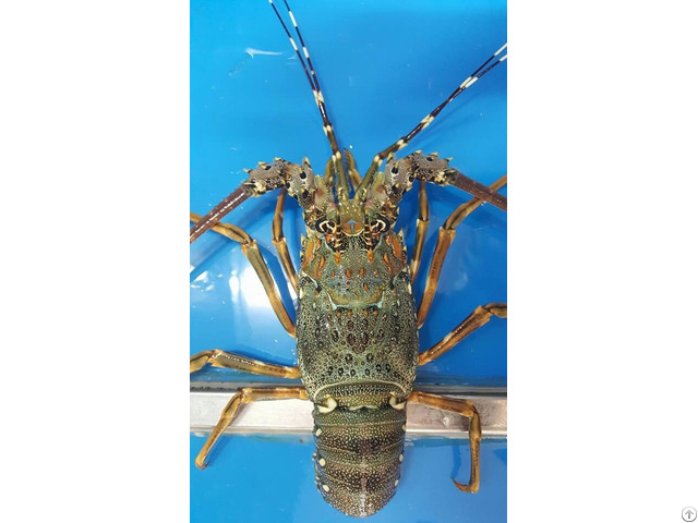 Live And Frozen Panulirus Ornatus Lobster