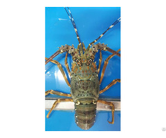 Live And Frozen Panulirus Ornatus Lobster