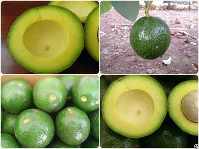 Organic Fresh Avocado Fruit Hass For Sale