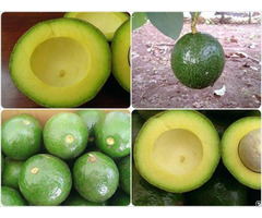 Organic Fresh Avocado Fruit Hass For Sale