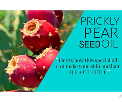 Prickley Pear Seed Oil Anti Aging