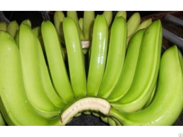 Vietnam Cavendish Banana