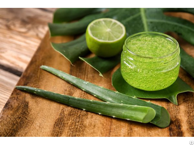 Natural Aloe Vera Leaves