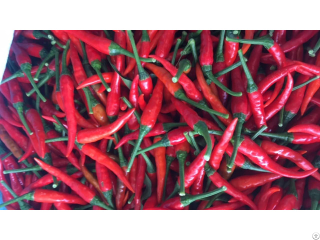 Natural Red Chilli Best Price