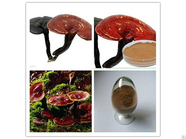 Extract Ganoderma Lucidum