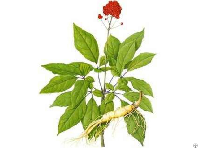 Ginseng Extract