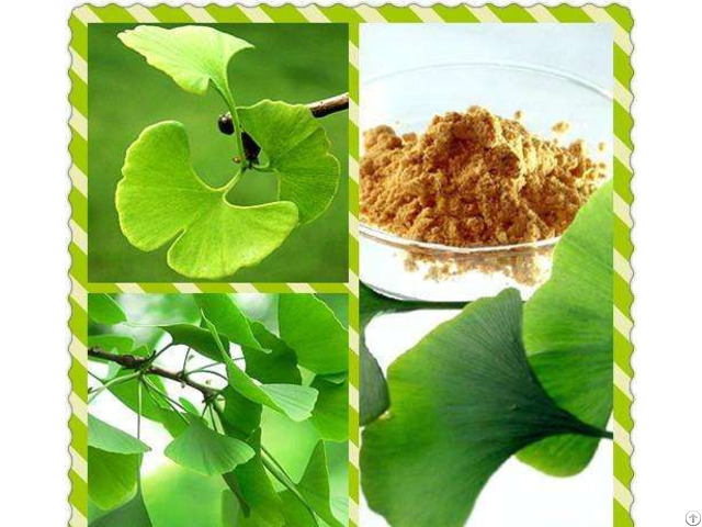 Extract Ginkgo Biloba