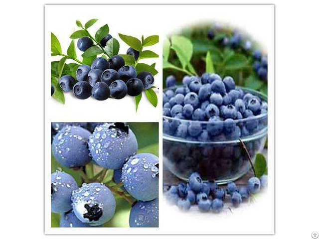 Extract Bilberry