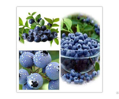 Extract Bilberry