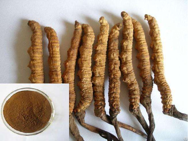 Extract Cordyceps