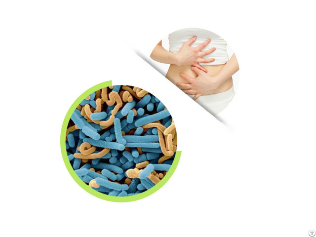 Lactobacillus Paracasei Powder For Gut Health