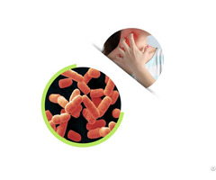 Lactobacillus Probiotics Powder For Health Supplement