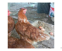 Plastic Extruded Oriented Pp Poultry Chicken Protection Fence Cage Netting