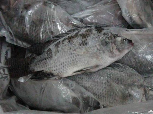 Frozen Tilapia