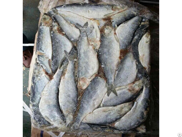 Frozen Herring