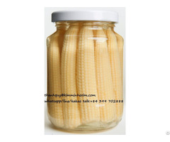 Canned Baby Corn Whole In Brine From Viet Nam