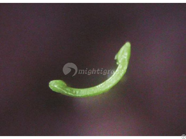 Artificial Grass For Pets Mt Charming