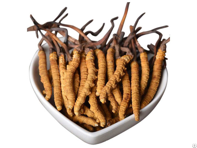 High Purity Cordyceps Extract China