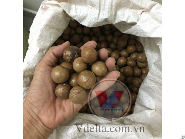 Macadamia Nuts From Viet Nam