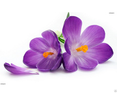 Saffron Purple Flowers