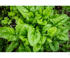 Spinach For Sale