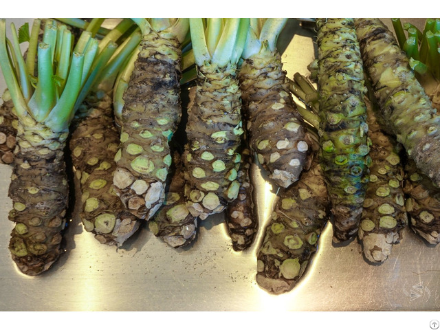 Wasabi Roots For Sale