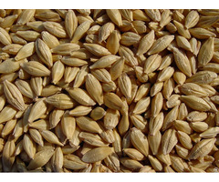 Whole Barley For Sale