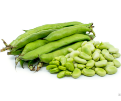 Fava Beans For Sale