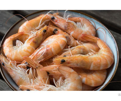 Shrimps For Sale