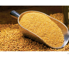 Soybean Meal For Sale