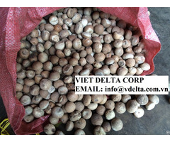 Dried Betel Areca Nut
