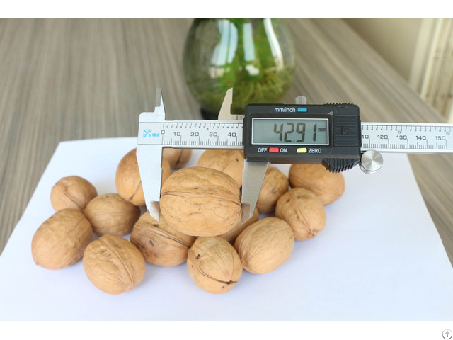 Hot Selling Excellent Quality Thin Skin Raw Walnut With Shell In Bulk Wholesale