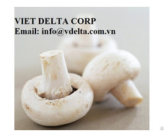 Mushroom Vietnam