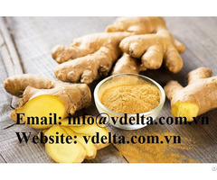 Ginger Powder For Tea From Vietnam