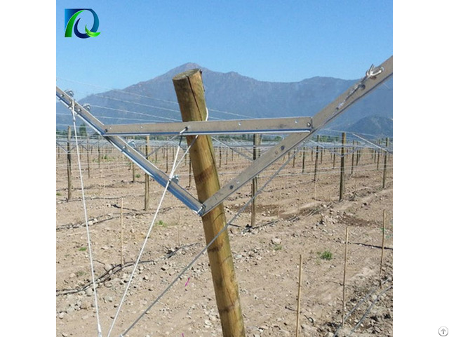 Table Grape Trellis Systems Open Gable