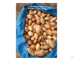 Durian Seed Fruit Tree Seeds From Vietnam