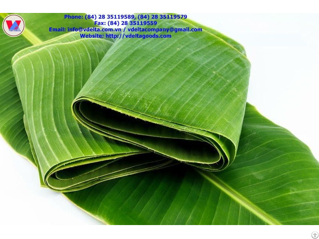 Banana Leaves Viet Nam