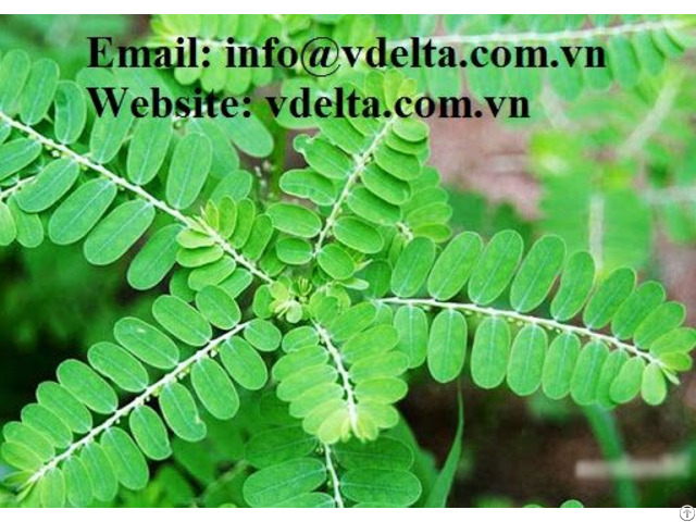 Wholesale Gallic Acid Phyllanthus Urinaria Extract