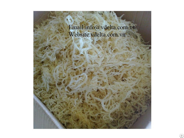 High Quality Sea Moss Viet Nam