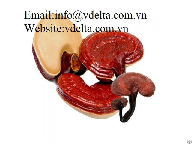 High Quality Ganoderma Lucidum Vdelta