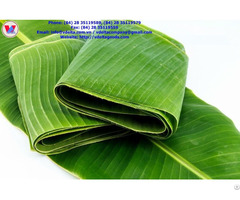 Green Natural Banana Leaf From Viet Nam