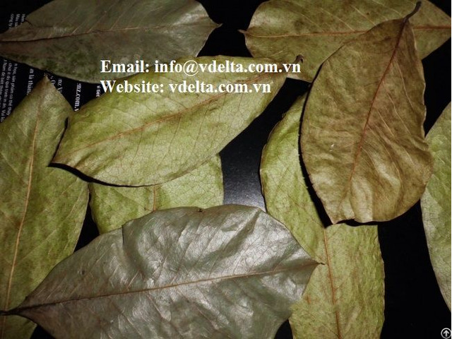 Organic Dried Soursop Leaf Vn