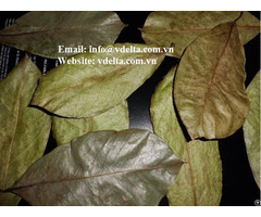 Organic Dried Soursop Leaf Vn